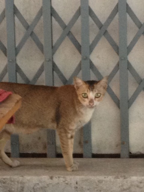 bangkok cat